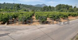 Finca en plena producción