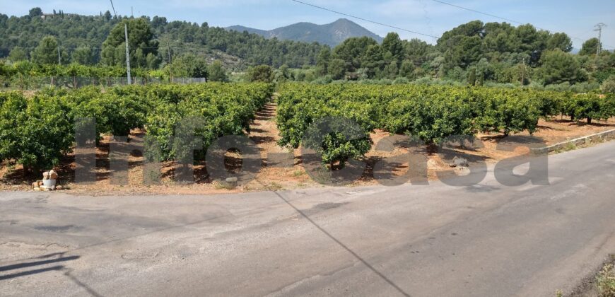 Finca en plena producción